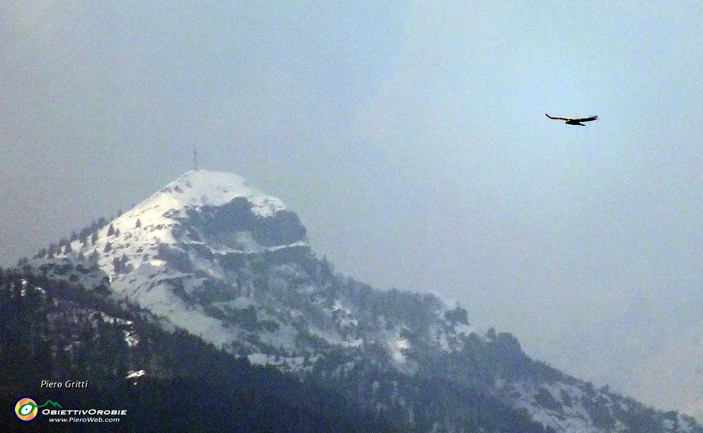 49 un'aquila sullo sfondo del Pizzo Formico.JPG